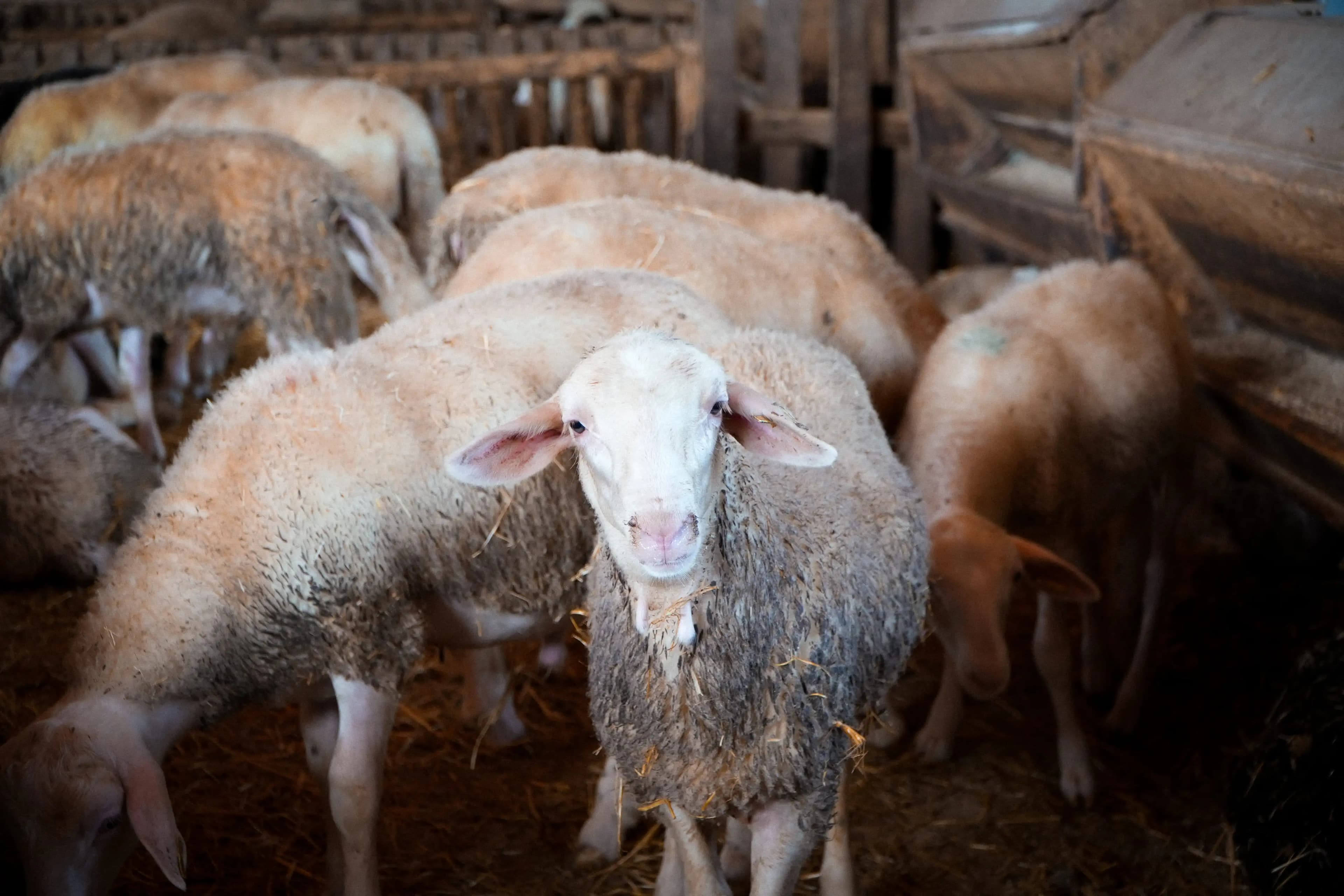 Nuestro cebadero propio en la Ribera Alta