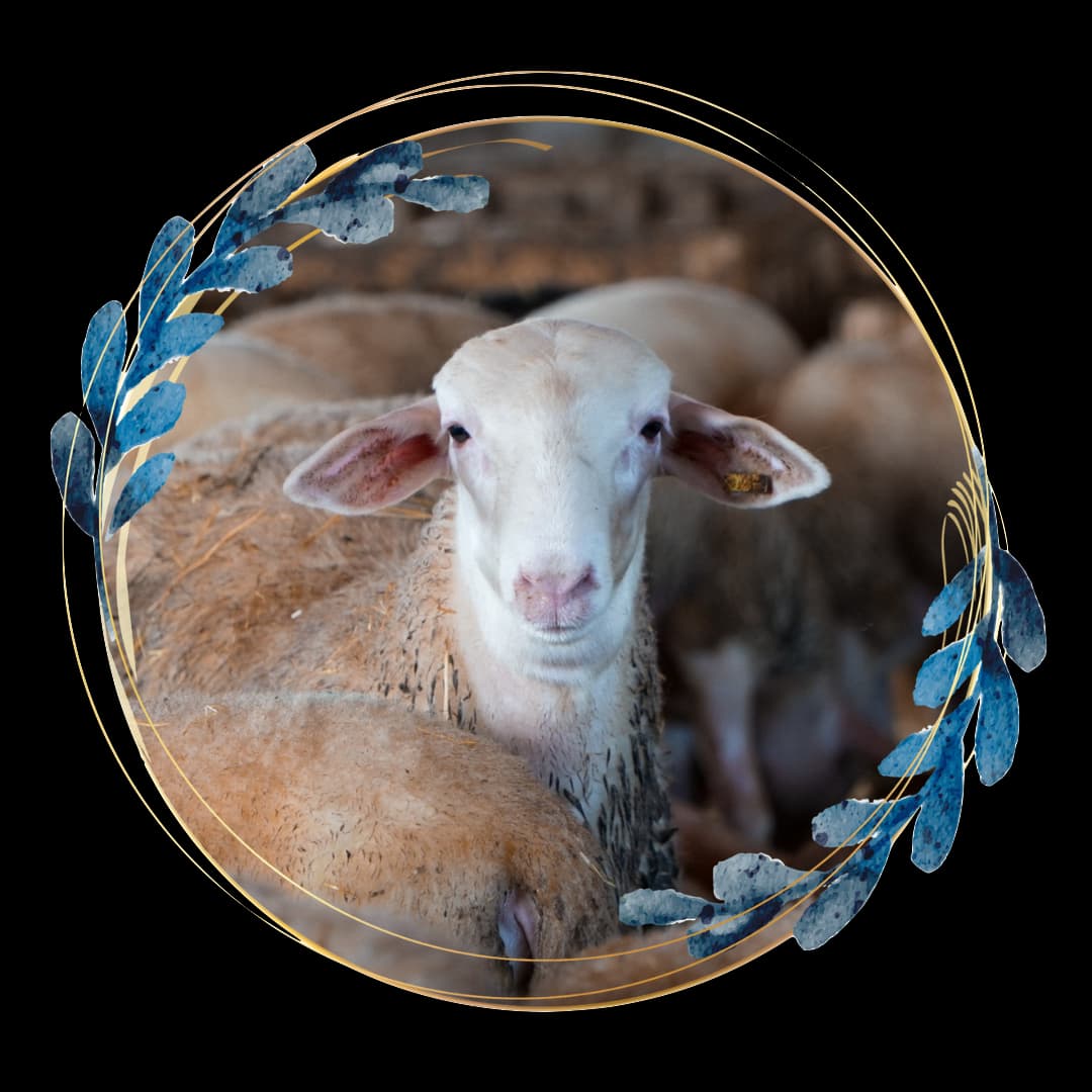 Cordero de la Ribera